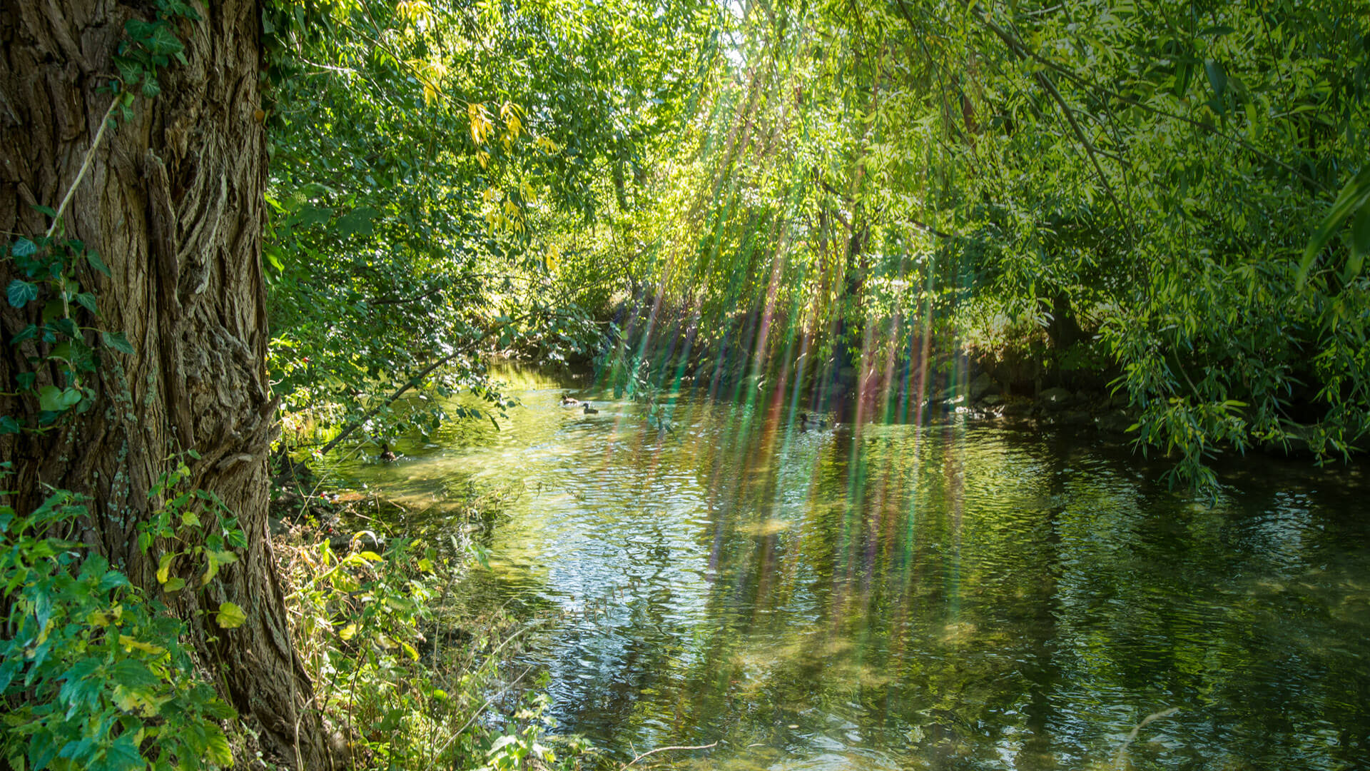 Flusslauf umringt von Pflanzen